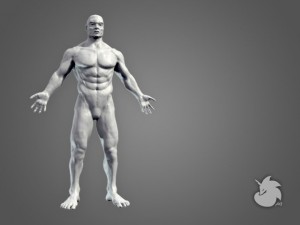 muscular base mesh 3D Model