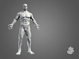 muscular base mesh 3D Model