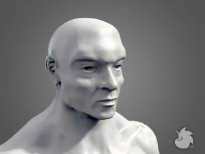muscular base mesh 3D Model