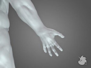 muscular base mesh 3D Model