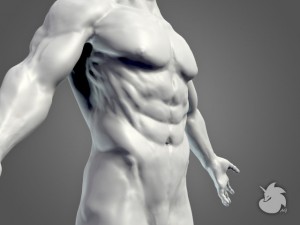 muscular base mesh 3D Model