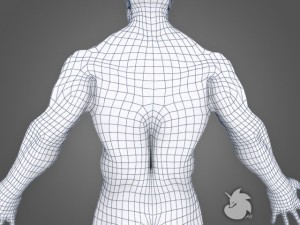 muscular base mesh 3D Model