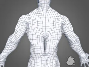 muscular base mesh 3D Model