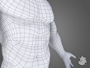 muscular base mesh 3D Model