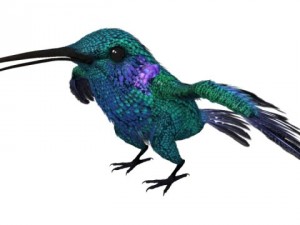 hummingbird 01      3dsmax2010 3D Model