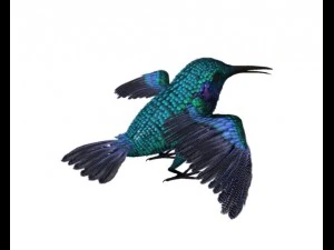 hummingbird 01      3dsmax2010 3D Model