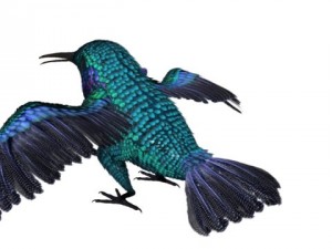 hummingbird 01      3dsmax2010 3D 模型
