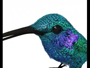 hummingbird 01      3dsmax2010 3D 模型