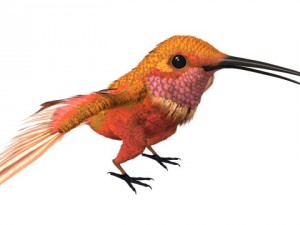 hummingbird 02   3ds max 2010 3D Model