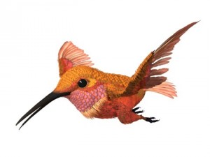 hummingbird 02   3ds max 2010 Model 3D
