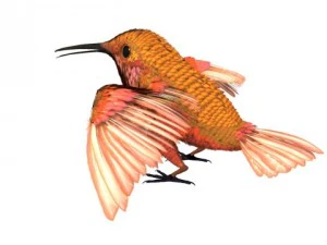 hummingbird 02   3ds max 2010 3D Model