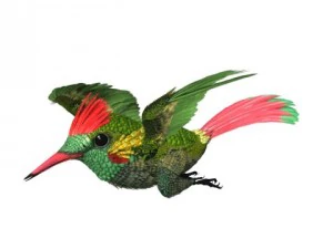 colibri 03 3ds max 2010 Modèle 3D