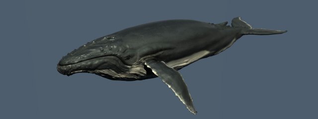 a humpbackwhale    3ds max2010 3D 모델 .c4d .max .obj .3ds .fbx .stl .blend 