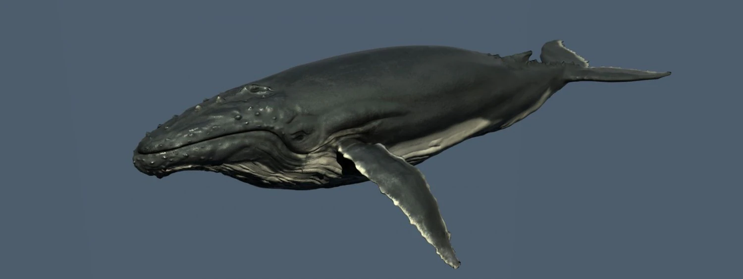a humpbackwhale 3ds max2010 3D Model .c4d .max .obj .3ds .fbx .stl .blend