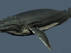 горбатый кит 3ds max 2010 3D Модель