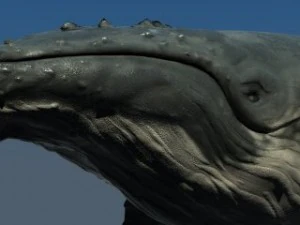 a humpbackwhale    3ds max2010 3D Model