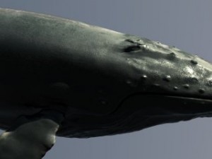 a humpbackwhale    3ds max2010 3D 모델