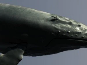a humpbackwhale    3ds max2010 3D Model