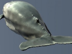a humpbackwhale    3ds max2010 3D 모델