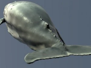 a humpbackwhale    3ds max2010 3D Model