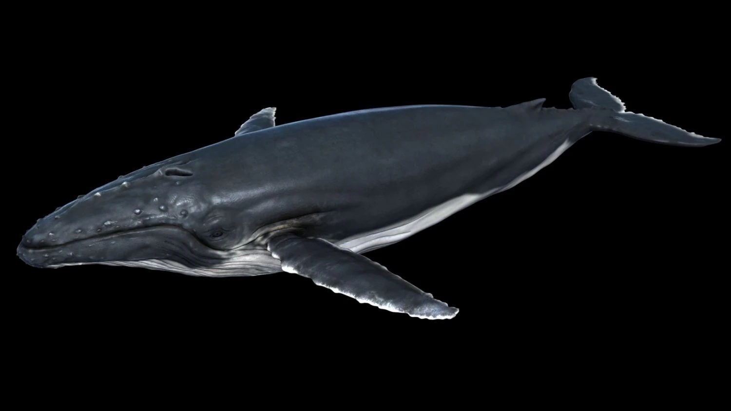 a humpbackwhale maya 3D Model .c4d .max .obj .3ds .fbx .stl .blend 