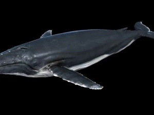 una ballena jorobada maya Modelo 3D