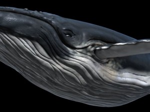 a humpbackwhale maya 3D Model