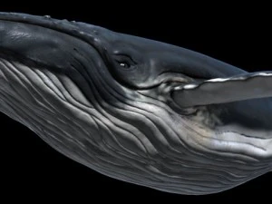 a humpbackwhale maya 3D Model