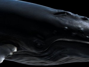 a humpbackwhale maya 3D Model