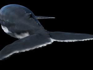 a humpbackwhale maya 3D Model