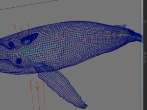 a humpbackwhale maya 3D Model