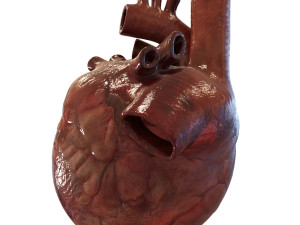 human heart Model 3D