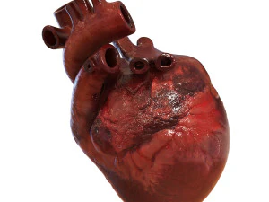 human heart 3D Model