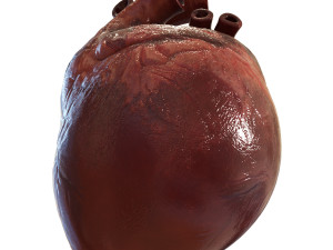 human heart Model 3D