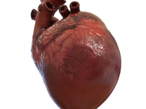 human heart Model 3D