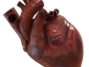 human heart Model 3D