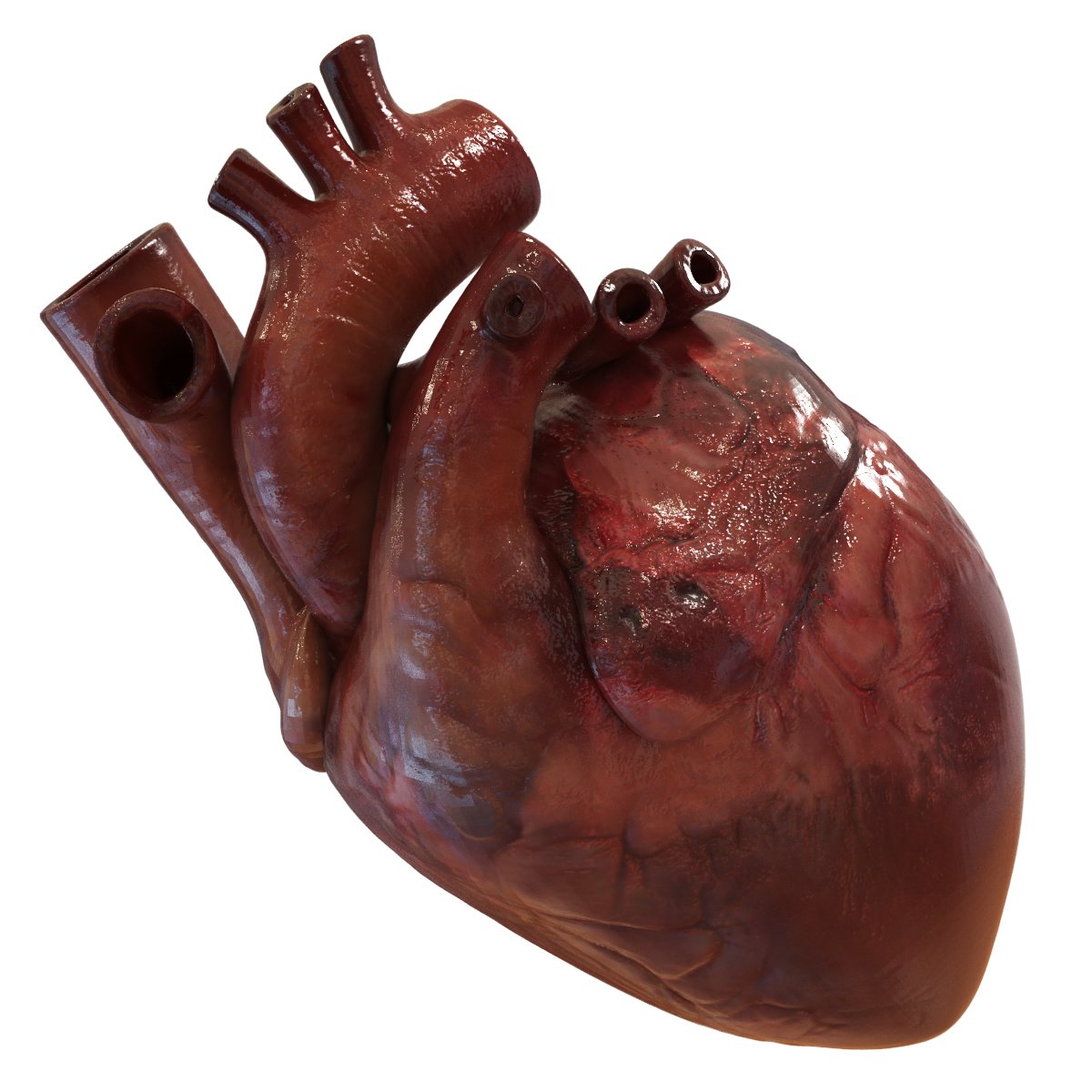 Сердц. Муляж сердца человека. Макет сердца человека.