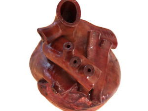 human heart Model 3D