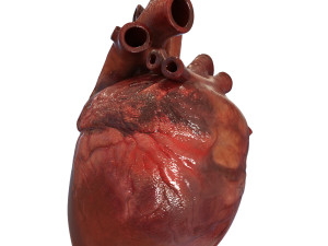 human heart Model 3D