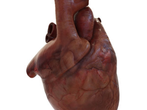 human heart Model 3D