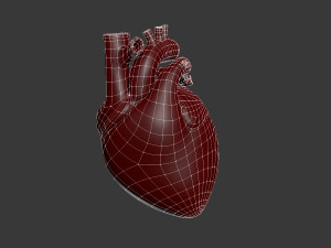 human heart Model 3D