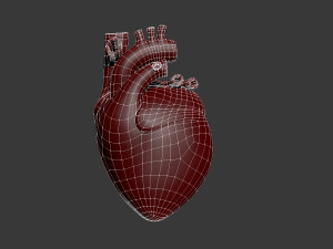 human heart Model 3D