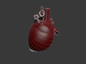 human heart Model 3D