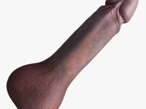 penis 3D Model