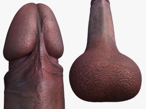 penis Modelo 3D