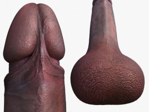 penis 3D Model