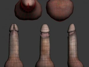 penis 3D Model