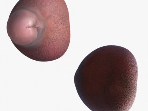 penis rigged 3D 모델