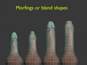 penis rigged 3D 모델