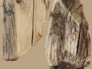 wood timber rotten debris Model 3D